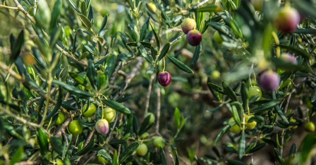 découvrez notre peinture vert olive, idéale pour apporter une touche naturelle et élégante à vos murs. parfaite pour un style apaisant et tendance.
