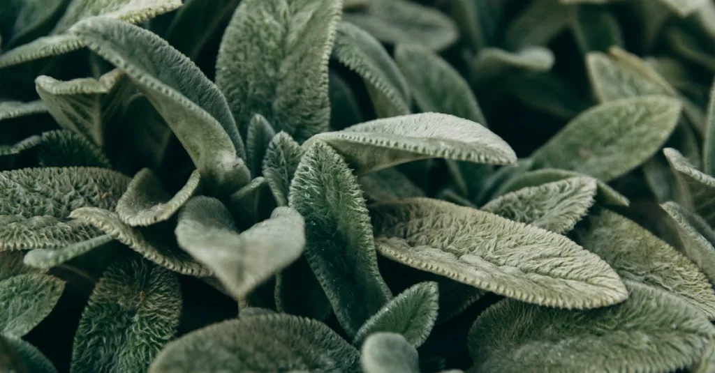 découvrez la peinture vert sauge, une teinte apaisante et naturelle parfaite pour créer une ambiance sereine et élégante dans votre intérieur.