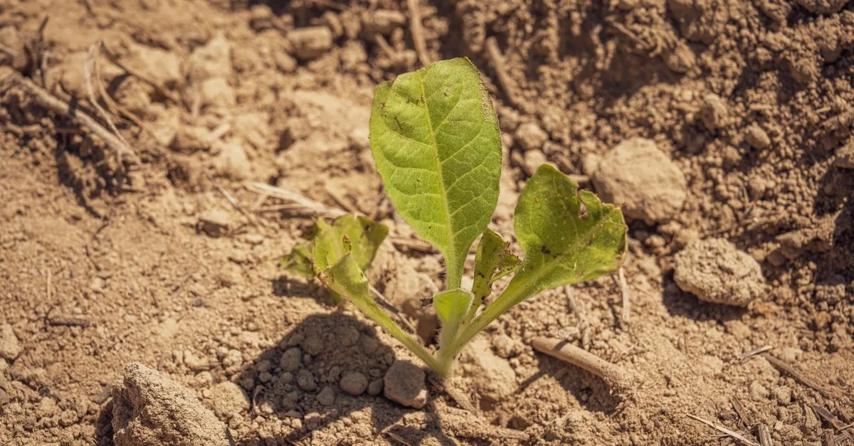 découvrez les dernières actualités et tendances de l'agriculture, innovations, conseils pratiques et analyses du secteur agricole.
