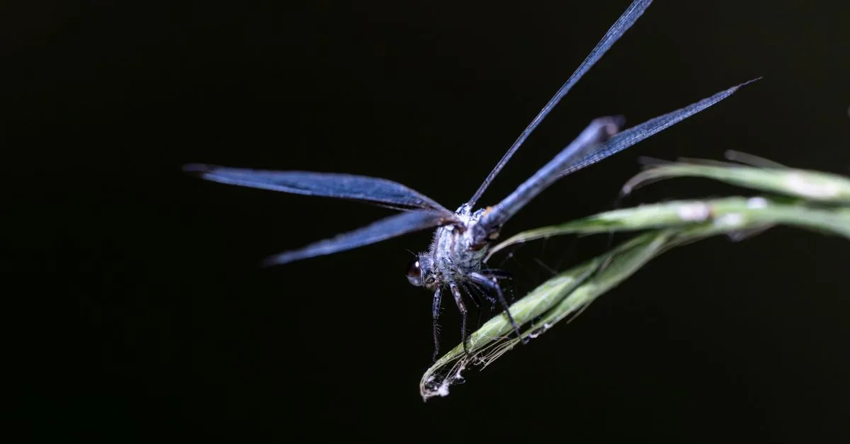 découvrez tout sur l'insecte volant noir : caractéristiques, habitat et conseils pour l'identifier facilement.