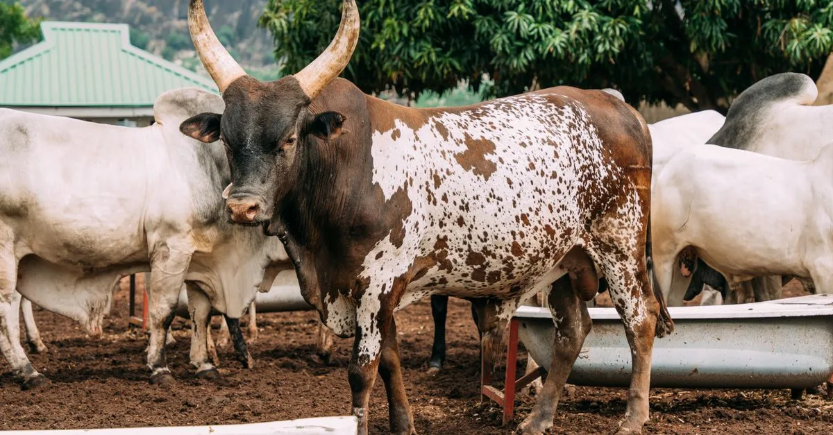 découvrez les prix actuels des bovins pour faire le meilleur choix d'achat ou de vente sur le marché. toutes les informations essentielles sur le prix des vaches et taureaux.