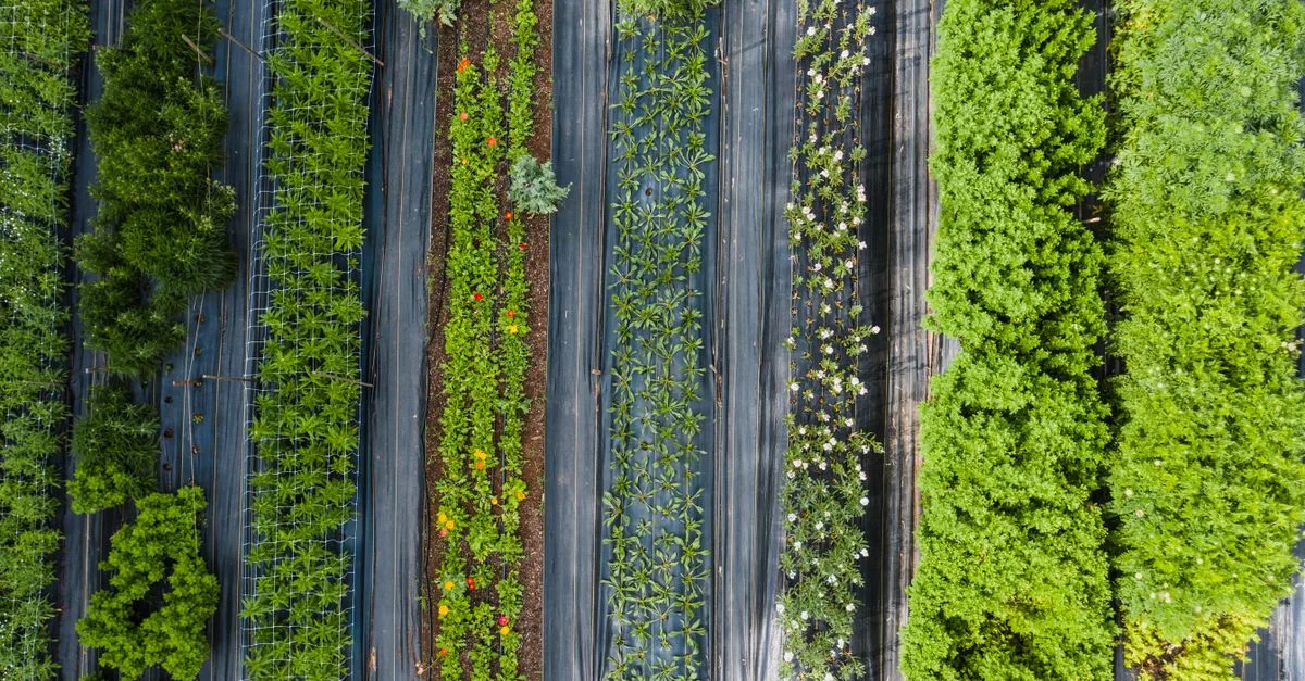 découvrez l'agriculture écologique, une méthode respectueuse de l'environnement qui favorise la biodiversité, préserve les ressources naturelles et produit des aliments sains et durables.
