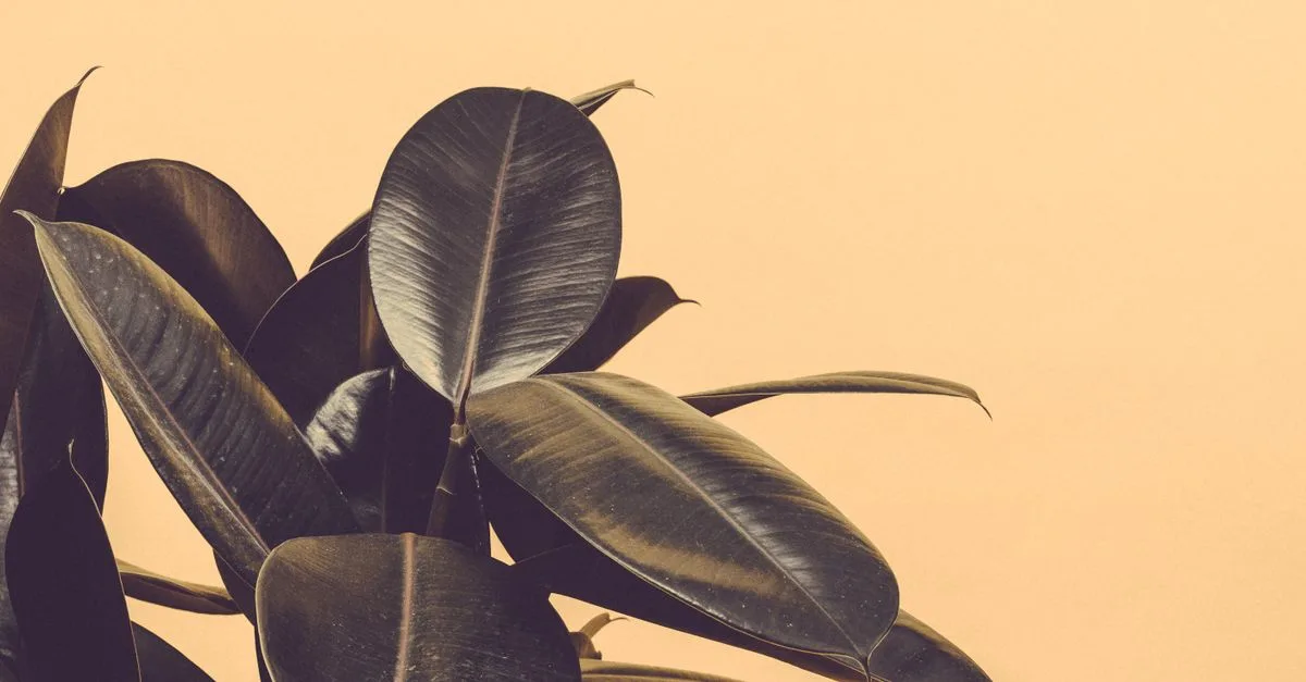 découvrez nos conseils et astuces pour bien entretenir votre ficus, une plante d'intérieur élégante et facile à soigner.