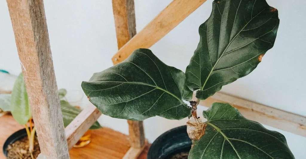 guide complet pour l'entretien du ficus : conseils d'arrosage, luminosité, taille et soins pour garder votre plante en pleine santé.