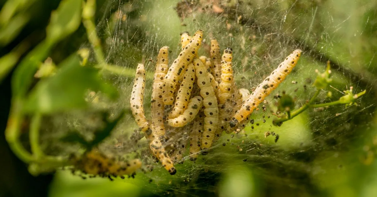 découvrez comment identifier et traiter une infestation de larves de mouches pour protéger votre maison et votre santé efficacement.