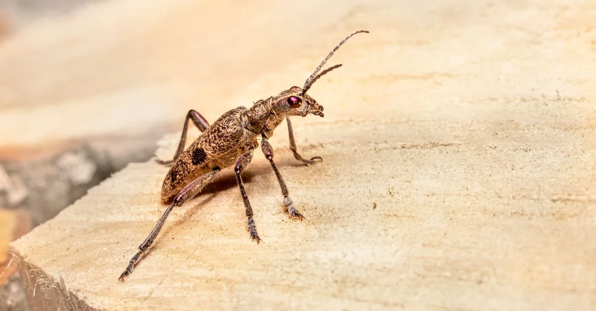 identification des petits insectes noirs : guide pour reconnaître et différencier facilement les insectes noirs de petite taille.