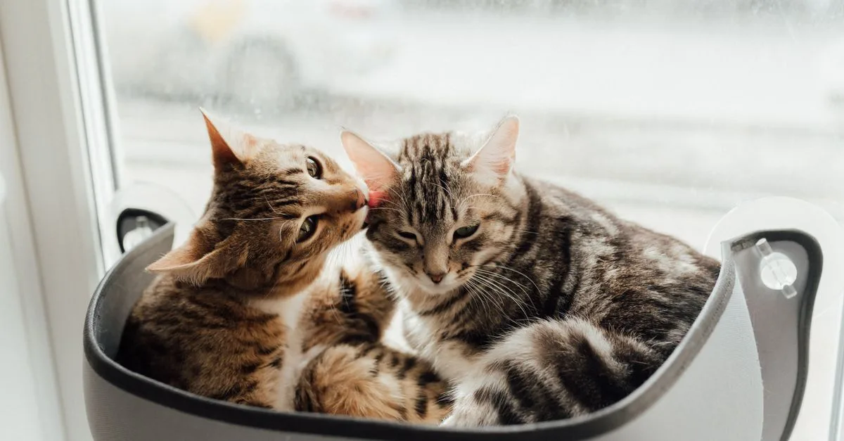découvrez nos conseils pour une cohabitation harmonieuse avec votre chat et créez un environnement paisible et agréable pour vous et votre compagnon félin.