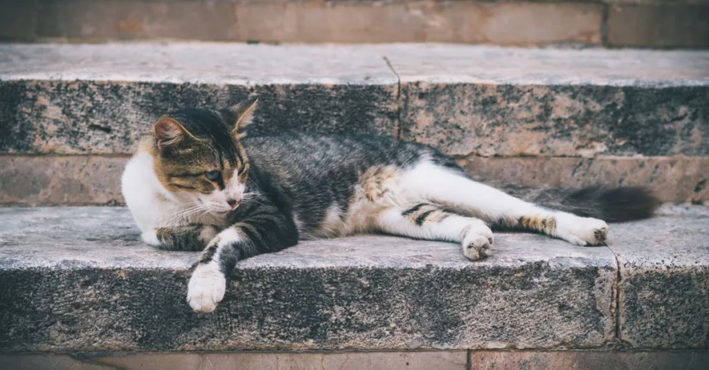 découvrez nos conseils pratiques pour une cohabitation harmonieuse avec votre chat et profitez d'une relation sereine et agréable.