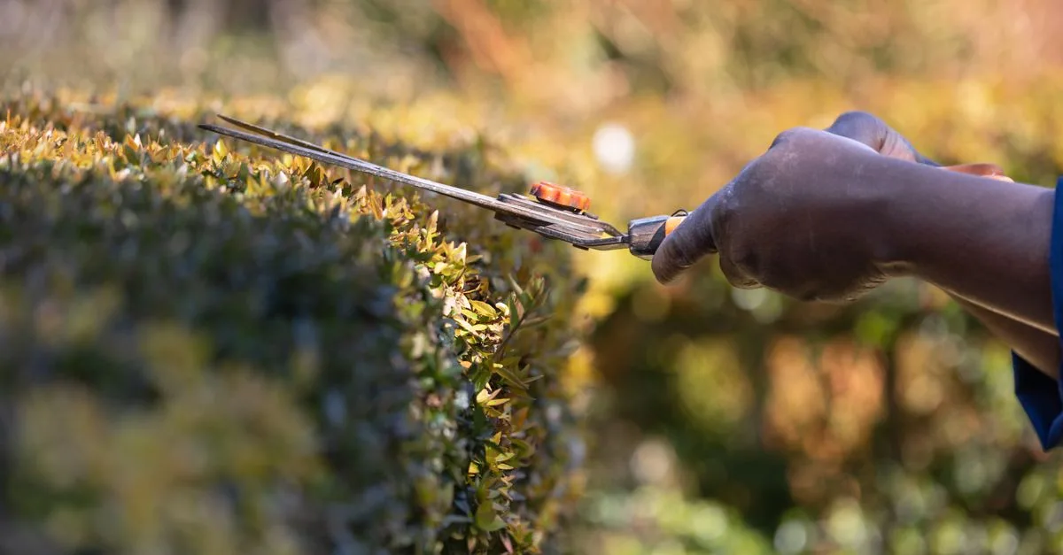 découvrez les meilleures techniques de taille pour entretenir vos plantes et arbres, favoriser leur croissance et améliorer leur santé.